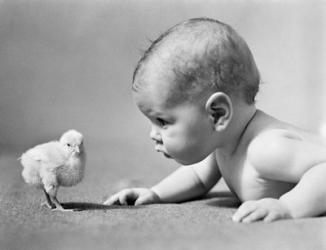 1930s Human Baby Face To Face With Baby Chick | Obraz na stenu