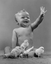 1950s Laughing Baby Surrounded By Little Baby Chicks | Obraz na stenu