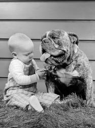 1950s 1960s Baby Sitting Playing With Bulldog | Obraz na stenu