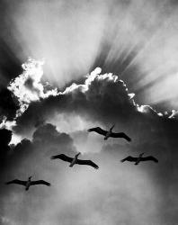 Birds In Sky Flying | Obraz na stenu