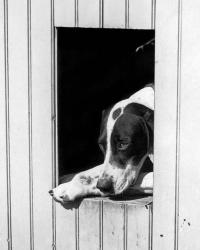 1930s Hunting Dog Pointer Looking Out Of His Doghouse | Obraz na stenu