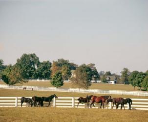 1990S Group Of Horses Beside White Pasture Fence | Obraz na stenu
