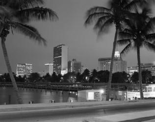 Night View Skyline With Palm Trees Miami Florida | Obraz na stenu