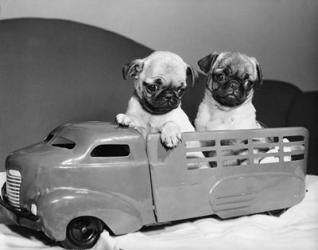 Pug Puppies Sitting In Back Of Toy Truck | Obraz na stenu