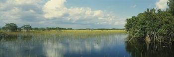 Reflection of clouds in Mangrove swamp, Florida | Obraz na stenu