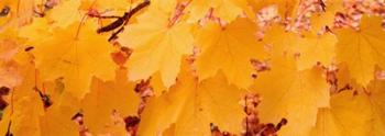 Close-up of Maple Leaves on a tree | Obraz na stenu
