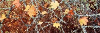 Close-up of Maple Leaves | Obraz na stenu