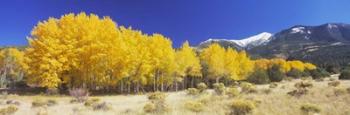 Colorado, Beckwith Mountain, autumn | Obraz na stenu