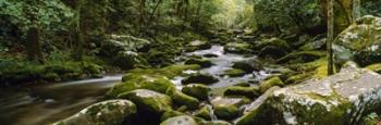 River running through a forest, Tennessee | Obraz na stenu