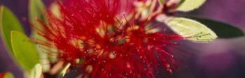 Bottlebrush flower, Sacramento | Obraz na stenu