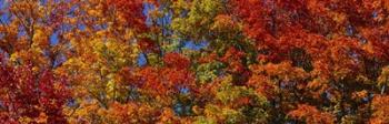 Trees in Adirondack Mountains, New York State | Obraz na stenu