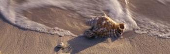 Conch Shell on the beach, Cayman Islands | Obraz na stenu