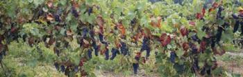 Bunch of grapes in a vineyard, Keuka Lake, Finger Lakes | Obraz na stenu