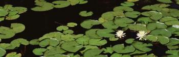 High angle view of Water Lilies | Obraz na stenu