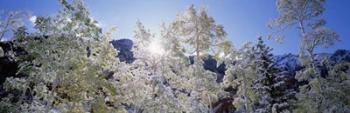 Trees covered with snow, Maroon Bells, Aspen, Colorado | Obraz na stenu