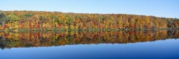 Trees along a lake, Lake Hamilton, Massachusetts | Obraz na stenu