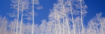 Low angle view of American aspen trees in the forest | Obraz na stenu