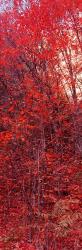 Trees, Big Tooth Maples, West Fork Of Oak Creek, Arizona | Obraz na stenu