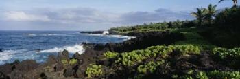 Plants on a rocky landscape, Maui, Hawaii | Obraz na stenu