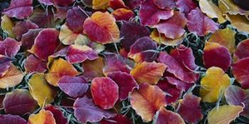 Close-up of fallen leaves, Sacramento | Obraz na stenu