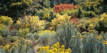 Flowers, Utah | Obraz na stenu