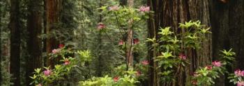 Redwood trees with pink flowers, Redwood National Park | Obraz na stenu