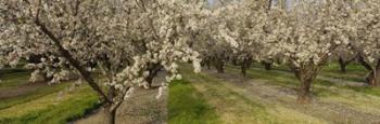 Almond Trees In A Row, Sacramento | Obraz na stenu