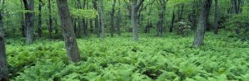 Fern Covered Forest Floor Shenandoah National Park | Obraz na stenu