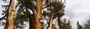 Pine trees in the forestn Sierra Nevada | Obraz na stenu