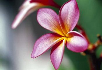 Close-up of a frangipani flower | Obraz na stenu