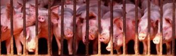 Penned Pigs England | Obraz na stenu