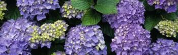 Oregon, Tillamook, hydrangea | Obraz na stenu