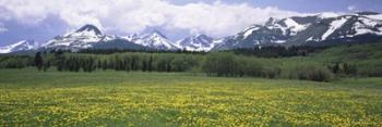 Wildflowers in a field with mountains, Montana | Obraz na stenu