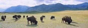 Herd of bisons grazing in a field, Alberta | Obraz na stenu