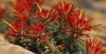 Close-up of flowers | Obraz na stenu