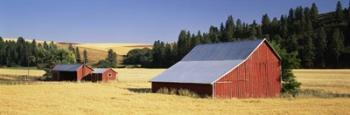 Farmhouses in a wheat field, Washington State | Obraz na stenu