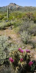 Organ Pipe Cactus, Arizona | Obraz na stenu