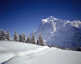 Trees on a snow covered landscape, Switzerland | Obraz na stenu