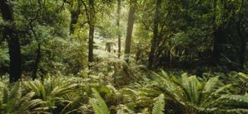 Tropical forest N Isl New Zealand | Obraz na stenu