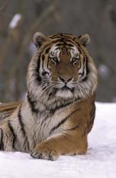 Siberian Tiger in the Snow | Obraz na stenu