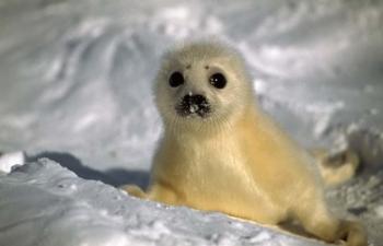 Baby Seal | Obraz na stenu