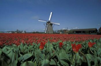 Windmill Amsterdam Netherlands | Obraz na stenu