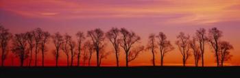 Silhouette of Locus trees in a countryside, Pennsylvania | Obraz na stenu