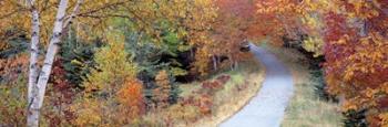 Walking Path Acadia National Park | Obraz na stenu