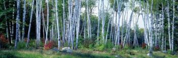 Downy birch trees in a forest, New Hampshire | Obraz na stenu