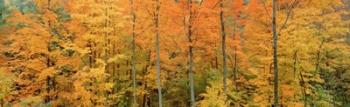 Trees in a forest, Memorial State Forest, New York State | Obraz na stenu