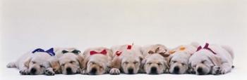Labrador Puppies Wearing Bows, Sleeping | Obraz na stenu