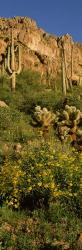 Brittlebushes with mountain, Sonoran Desert, Arizona | Obraz na stenu