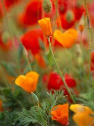 California Golden Poppies and Corn Poppies, Washington State | Obraz na stenu