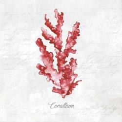 Red Sea Coral | Obraz na stenu